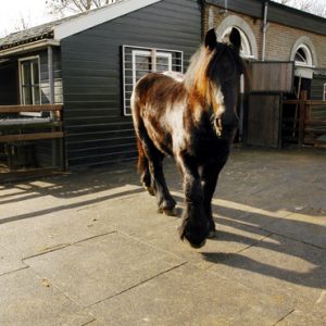 Vochtdoorlatende paarden staltegel in paddock