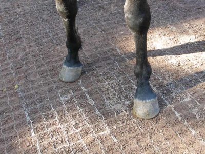 Kunststof rooster paarden paddock