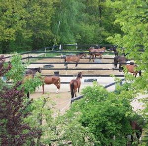 Foto-kunststof-rooster-11