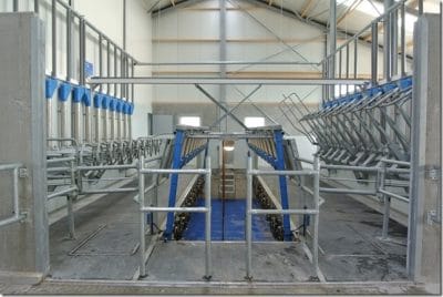 Koeien melkruimte voorzien van rubber