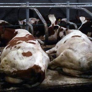 Koematrassen van Bos Rubber met koeien