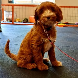 Hond zit op rubbervloer van Bos Rubber