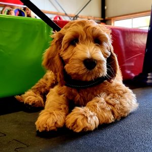 Hond op rubbervloer van Bos Rubber